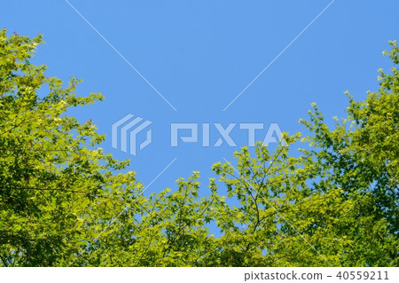 Blue sky and fresh green (blue maple) 40559211