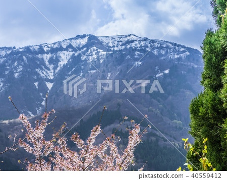 Mountain cherry blossoms and the remaining snow of Mt. 40559412