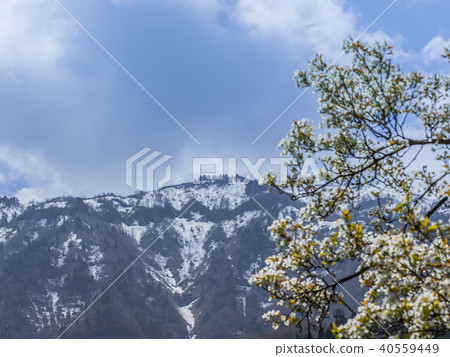 Mountain cherry blossoms and the remaining snow of Mt. 40559449