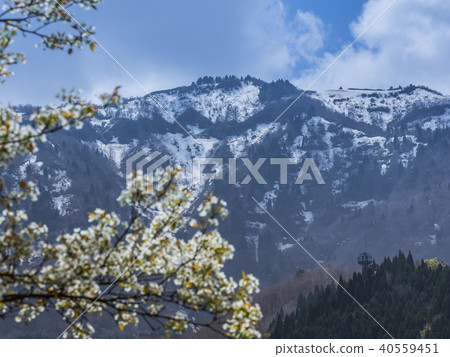 Mountain cherry blossoms and the remaining snow of Mt. 40559451