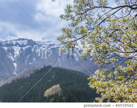 Mountain cherry blossoms and the remaining snow of Mt. 40559502