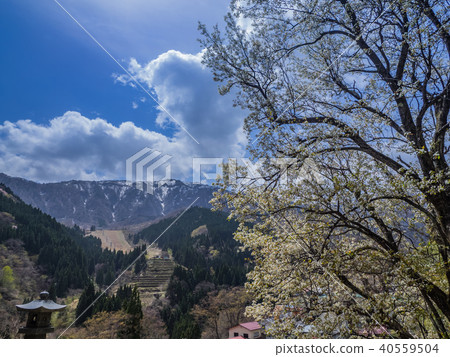 Mountain cherry blossoms and the remaining snow of Mt. 40559504