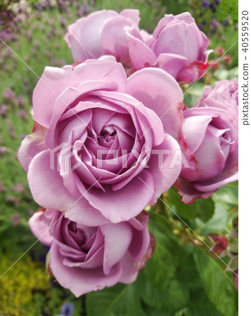 Purple classical rose 40559520