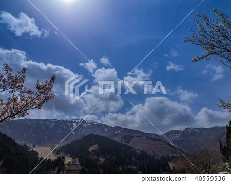 Mountain cherry blossoms and the remaining snow of Mt. 40559536