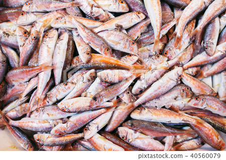 Fresh red snapper fish in market. Fresh red snapper fish in market. 40560079