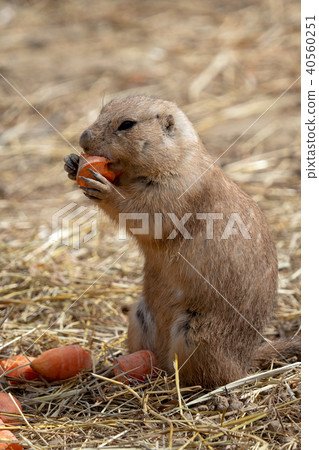 A prairie dog (Cynomys ludovicianus)  40560251