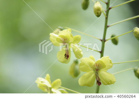 Jackettubara Jackettubara 40560264