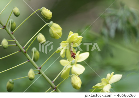 Jackettubara Jackettubara 40560266