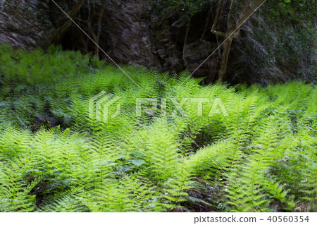蕨葉　 40560354