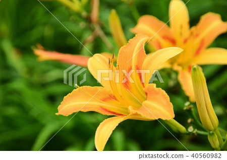 台灣花蓮蓮花金針橙黃花菜勿忘我 40560982