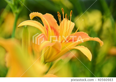 台灣花蓮蓮花金針橙黃花菜勿忘我 40560983
