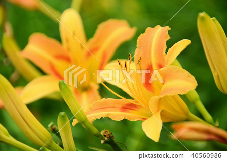 台灣花蓮蓮花金針橙黃花菜勿忘我 40560986