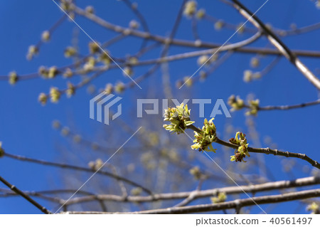 barely opened maple buds barely opened maple buds 40561497