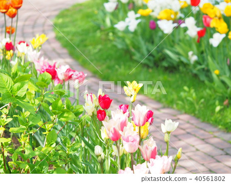 Tulip path Tulip path 40561802