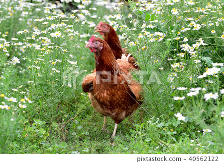 Red hens in camomiles in nature Red hens in camomiles in nature 40562122