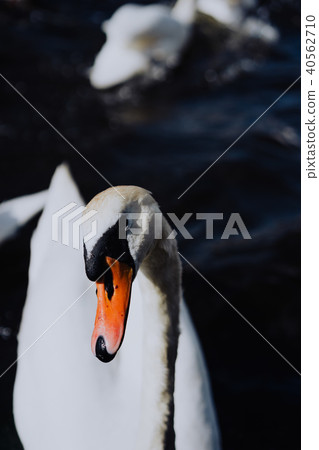 Curious white swans swimming on Alster river canal near Hamburg City Hall 40562710