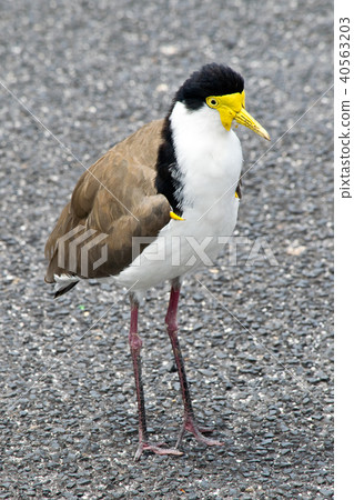 Southern masked lapwing standing on the ground 40563203