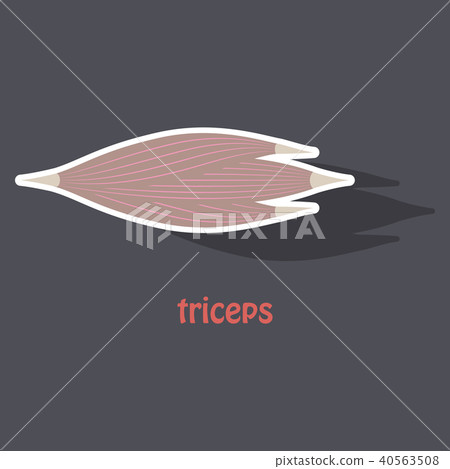 Sticker medical illustration of Human arm muscles. Sticker medical illustration of Human arm muscles. 40563508