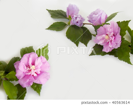 Purple hibiscus flower on white background. Purple hibiscus flower on white background. 40563614