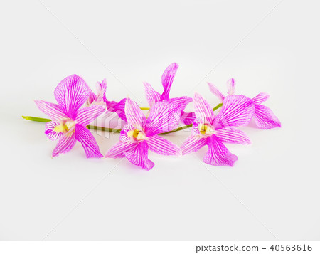 Purple orchid on white background. Purple orchid on white background. 40563616