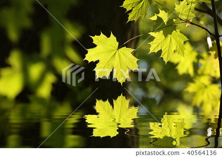 Spring maple leaf in the forest 40564136