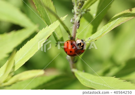 Nami Tento (red type) 04 which eats aphids 40564250