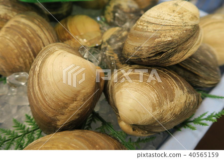 Jellyfish Jellyfish 40565159