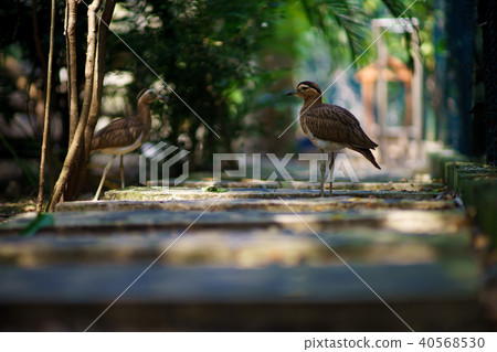 Stone curlew, Burhinus oedicnemus, two bird in beautiful background 40568530