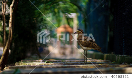 Stone curlew, Burhinus oedicnemus, single bird in beautiful background Stone curlew, Burhinus oedicnemus, single bird in beautiful background 40568531