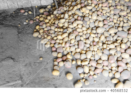 potatoes from the garden potatoes from the garden 40568532