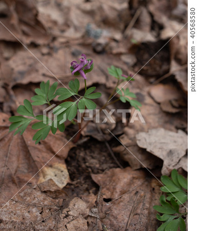 Corydalis intermedia blue flowers in botanical garden, Ukraine 40568580