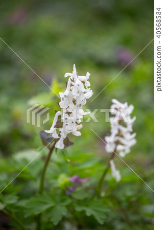 Solid-tubered Corydalis Corydalis bulbosa in garden, Ukraine 40568584