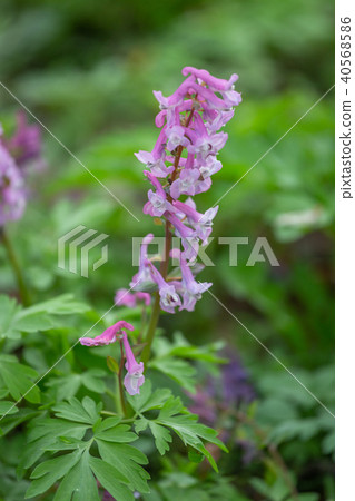 Corydalis solida syn. C. halleri, C. transsylvanica - fumewort 40568586