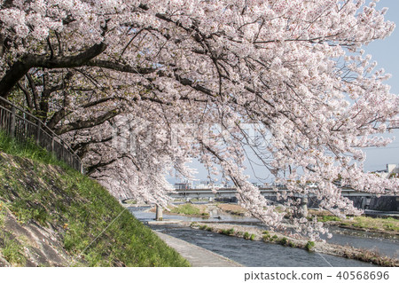 Sakura blooming Ayukawa 40568696