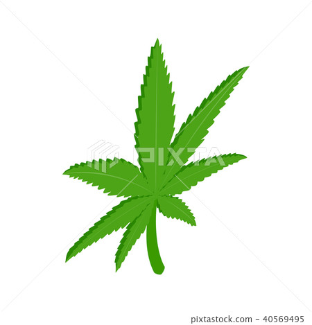 Marijuana leaf icon, isometric 3d style 40569495