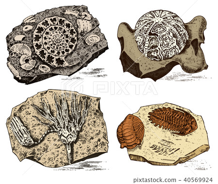 Fragment fossils, skeleton of prehistoric dead animals in stone. Ammonite and trilobite, Sea urchin 40569924