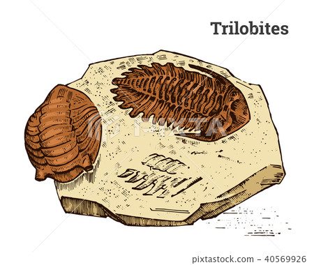 Preserved trilobite specimen. Fragment fossil, skeleton of prehistoric dead animal in stone 40569926
