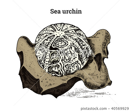 Preserved Sea urchin specimen. Fragment fossil, skeleton of prehistoric dead animal in stone 40569929