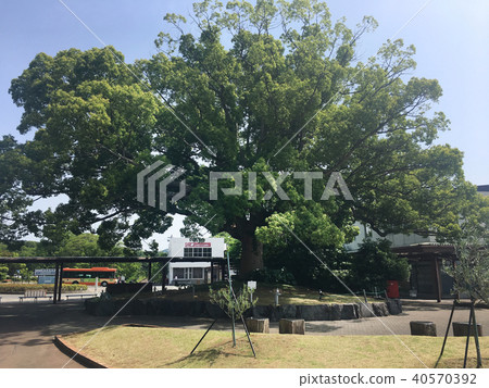 靜岡縣伊東市伊豆高原站 靜岡縣伊東市伊豆高原站 40570392