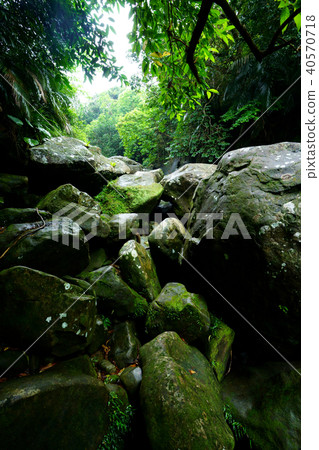 Jungle of Iriomote Island Jungle of Iriomote Island 40570718