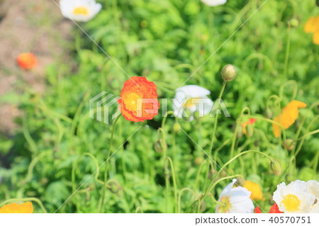 Poppy flowers Poppy flowers 40570751