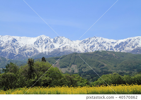 白馬山脈從白馬的五月野山 白馬山脈從白馬的五月野山 40570862