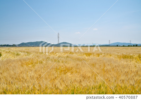 Beer wheat fields 40570887
