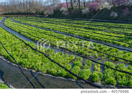 Daio wasabi farm in early spring Azumino City, Nagano Prefecture Daio wasabi farm in early spring Azumino City, Nagano Prefecture 40570986