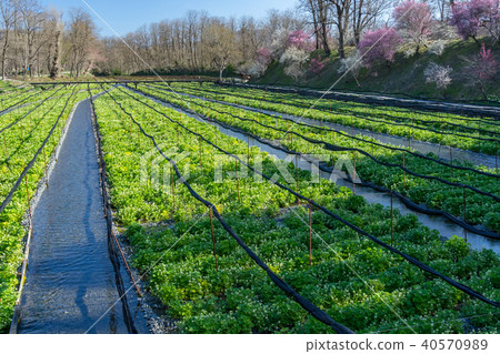 Daio wasabi farm in early spring Azumino City, Nagano Prefecture 40570989