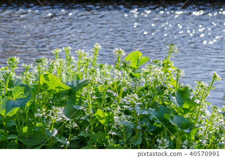 Wasabi Flower Daio Wasabi Farm Azumino City, Nagano Prefecture Wasabi Flower Daio Wasabi Farm Azumino City, Nagano Prefecture 40570991