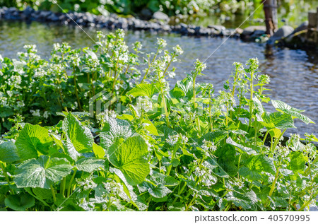 Wasabi Flower Daio Wasabi Farm Azumino City, Nagano Prefecture 40570995