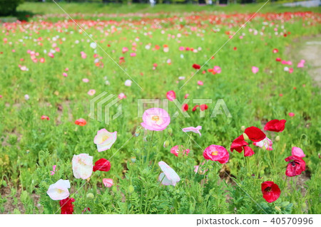 Poppy flower field 40570996
