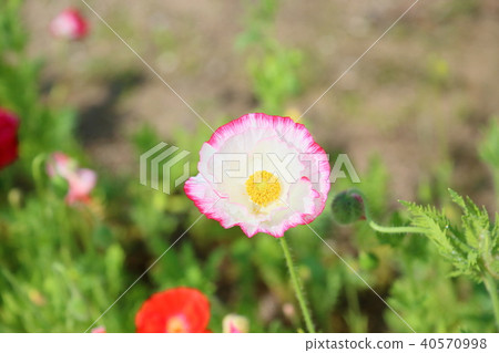 Poppy flowers Poppy flowers 40570998
