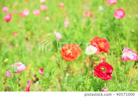 Poppy flowers Poppy flowers 40571000